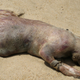 Illustration for article titled What is going on at the Plum Island Animal Disease Center?